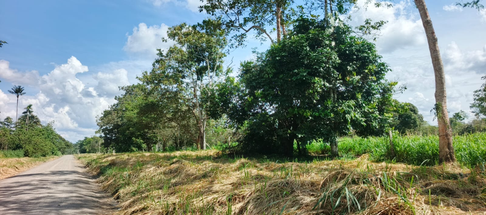 Vía después del mantenimiento de vegetación